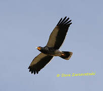 Carunculated Caracara