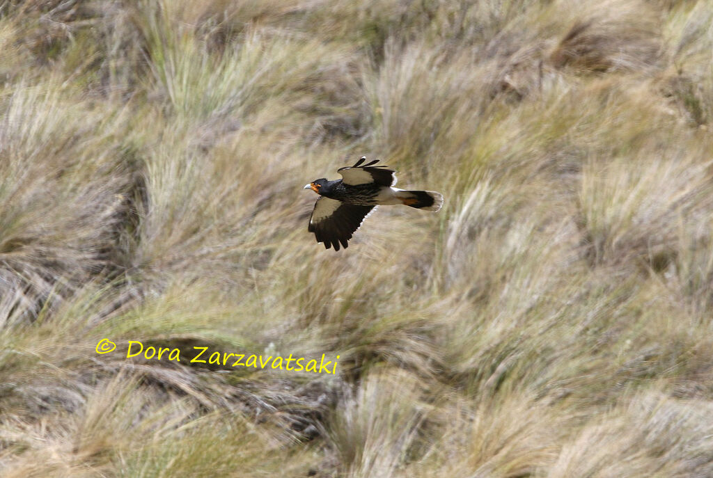 Carunculated Caracaraadult, identification, habitat, Flight