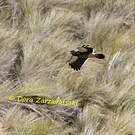 Caracara caronculé