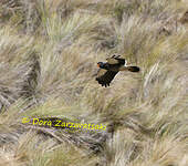 Caracara caronculé