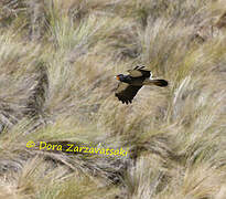 Caracara caronculé