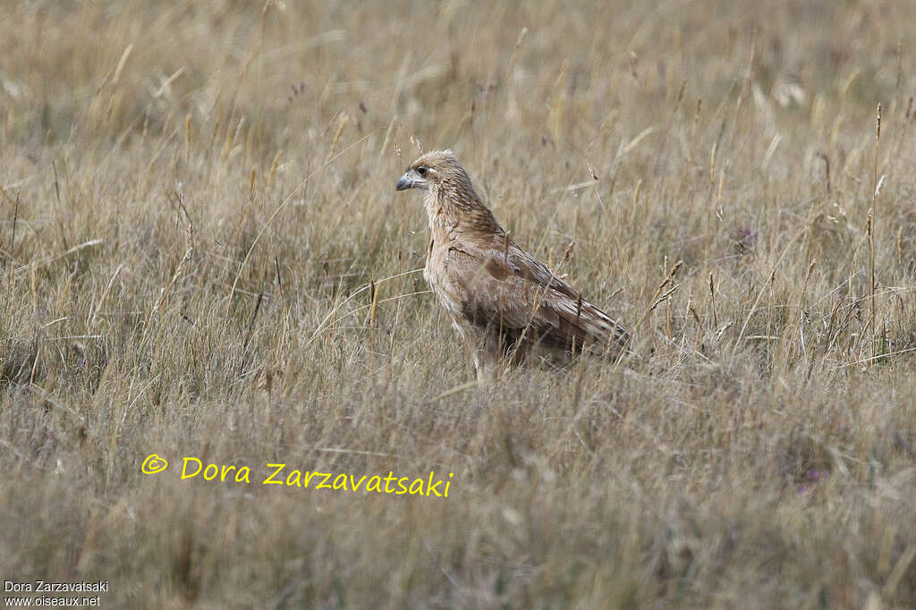 Carunculated Caracarajuvenile, identification