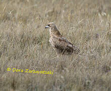 Carunculated Caracara