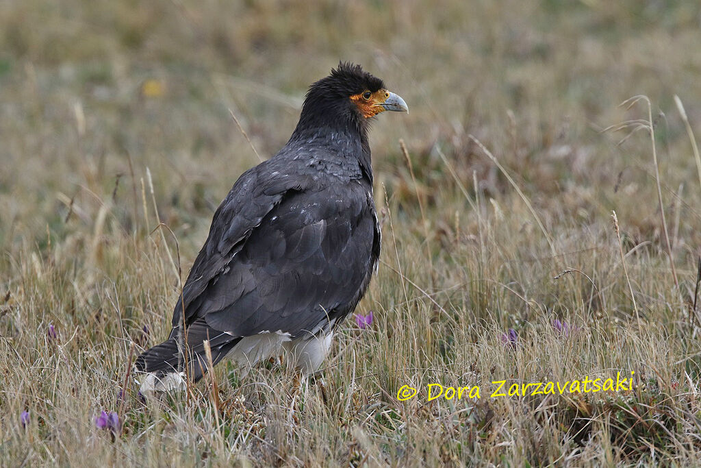 Carunculated Caracaraadult, identification, habitat