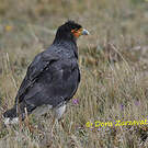 Caracara caronculé