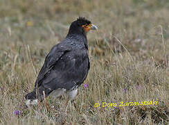 Carunculated Caracara