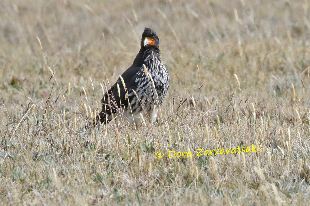 Caracara caronculéadulte, identification