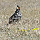 Caracara caronculé