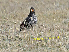 Caracara caronculé