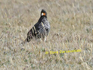 Caracara caronculé