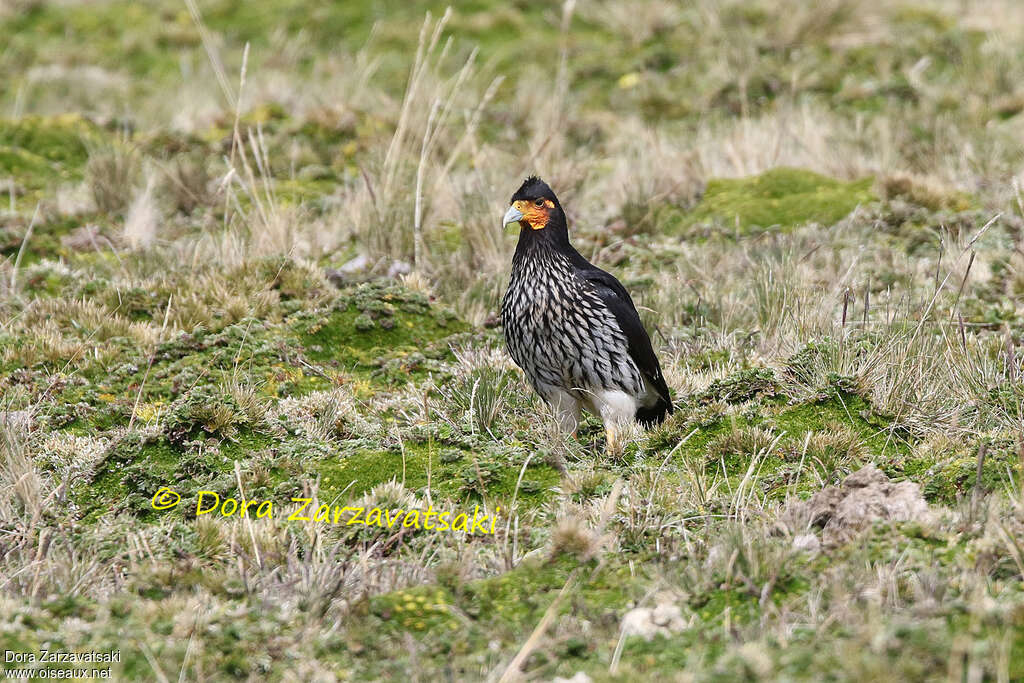 Caracara caronculéadulte, habitat, pigmentation