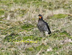 Carunculated Caracara