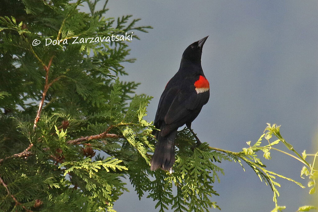 Red-winged Blackbird male adult