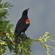 Red-winged Blackbird