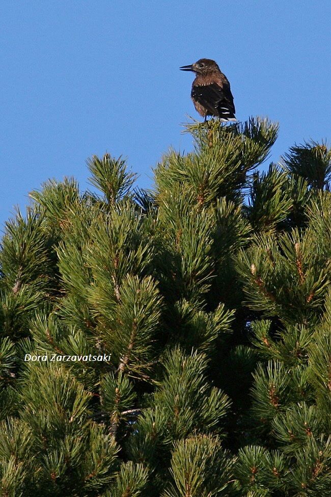 Spotted Nutcracker