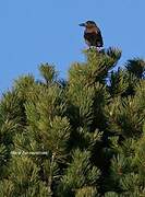 Spotted Nutcracker