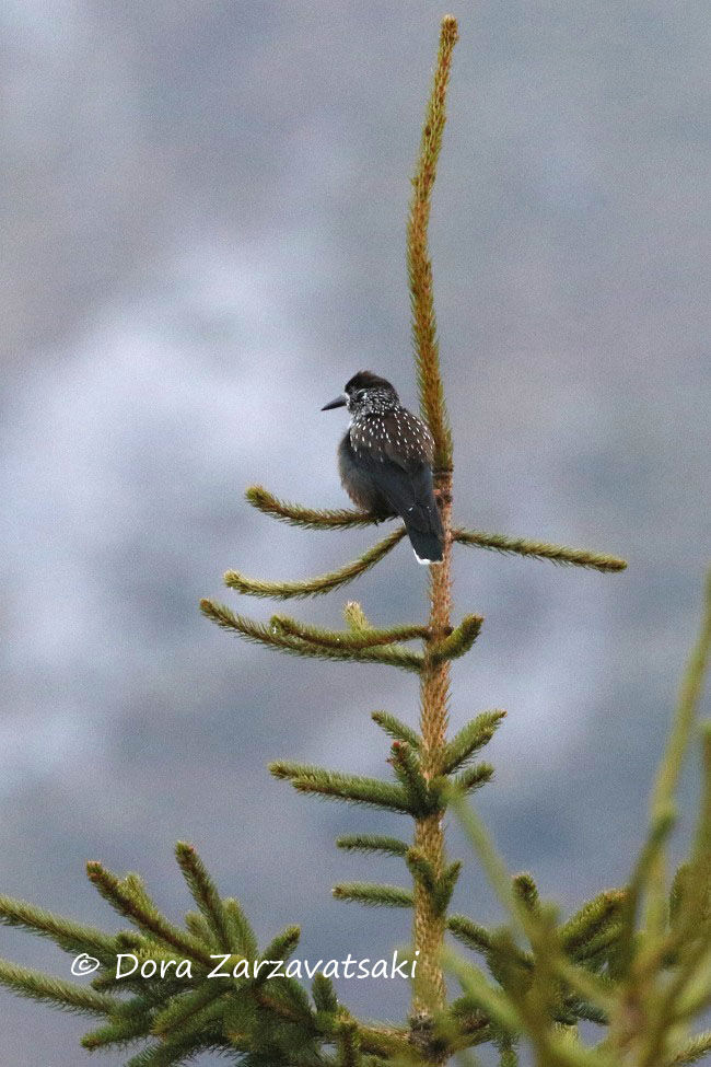 Spotted Nutcracker