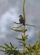 Spotted Nutcracker