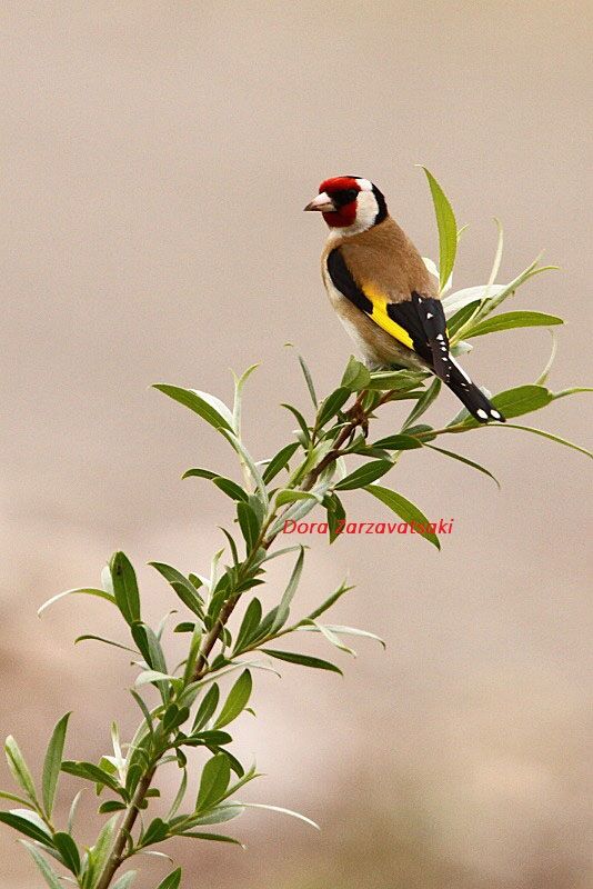 European Goldfinch