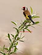 European Goldfinch