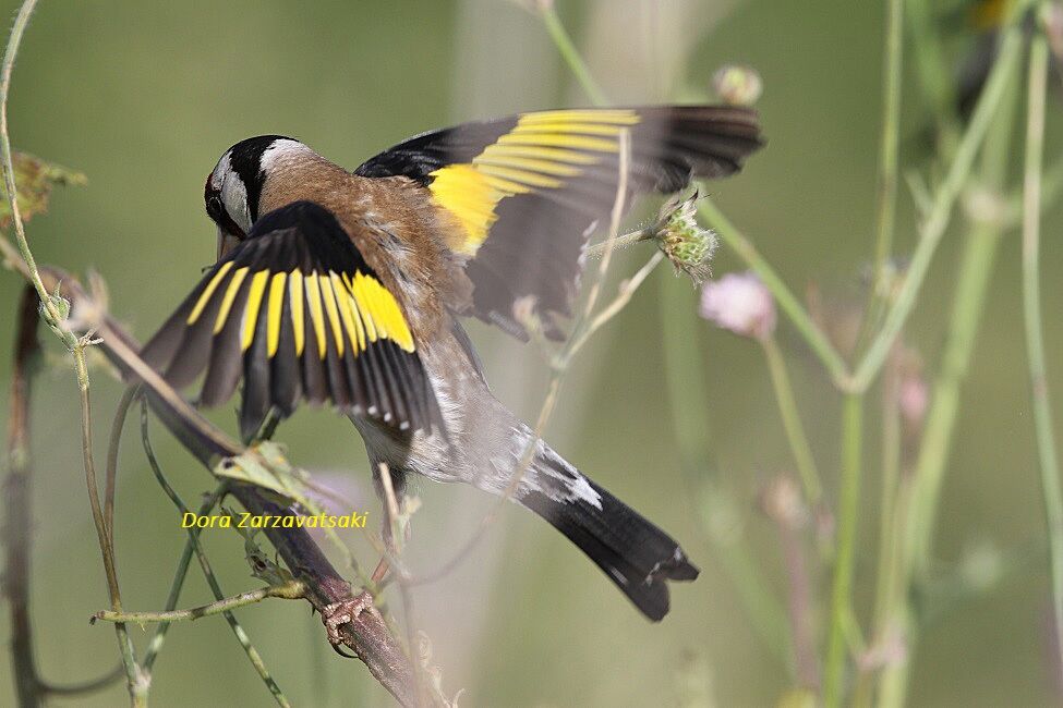 European Goldfinch