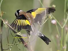 European Goldfinch