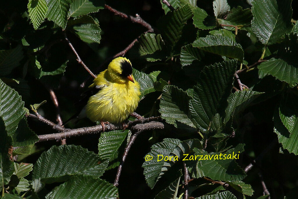 American Goldfinchadult