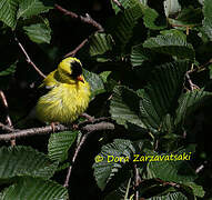 Chardonneret jaune