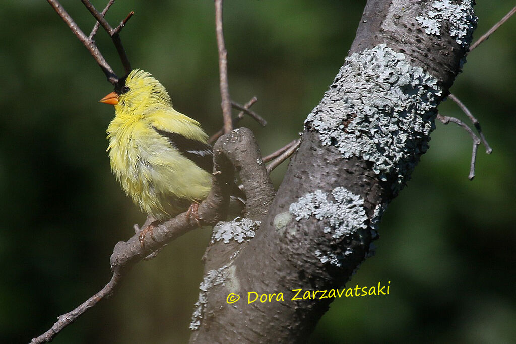 Chardonneret jauneadulte