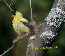 American Goldfinch