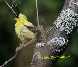 Chardonneret jaune