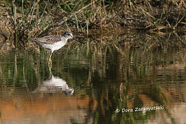 Common Greenshank