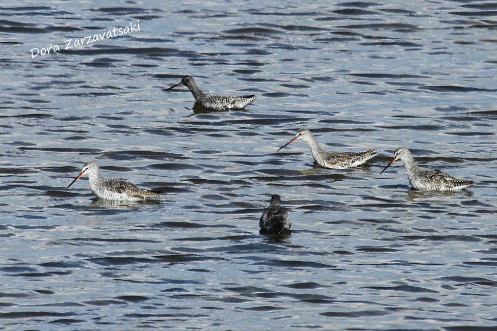 Spotted Redshank