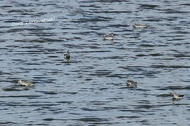 Spotted Redshank