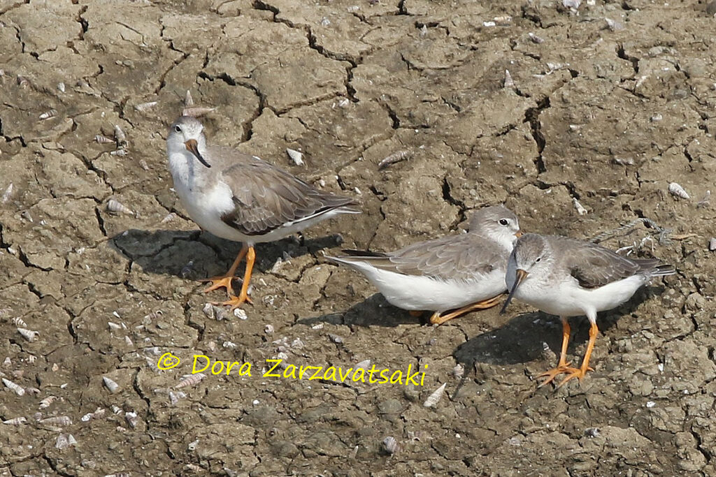 Terek Sandpiper