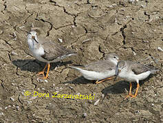 Terek Sandpiper