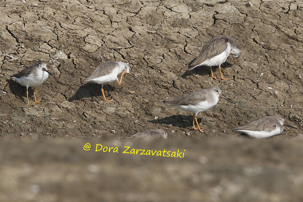 Terek Sandpiper