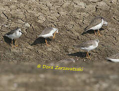 Terek Sandpiper