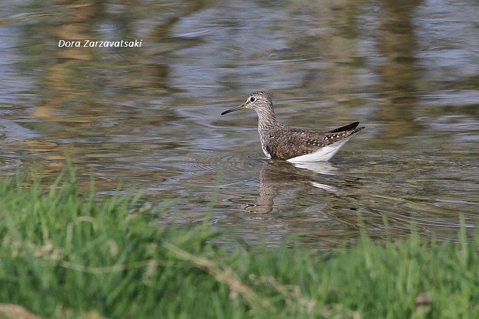 Green Sandpiper