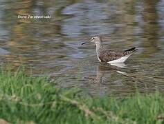 Green Sandpiper