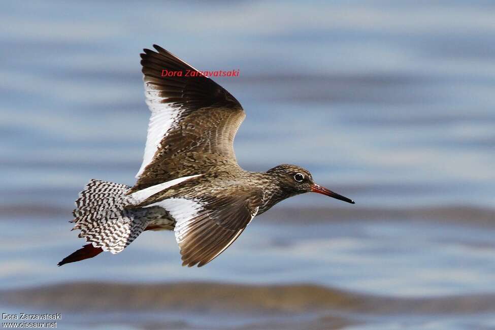 Common Redshank, Flight