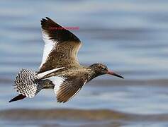 Common Redshank