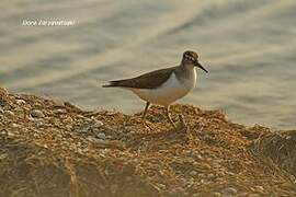 Common Sandpiper