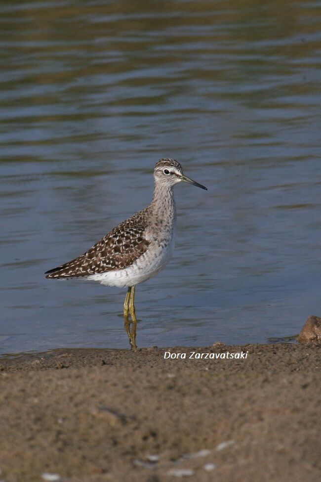 Wood Sandpiper