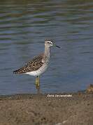 Wood Sandpiper