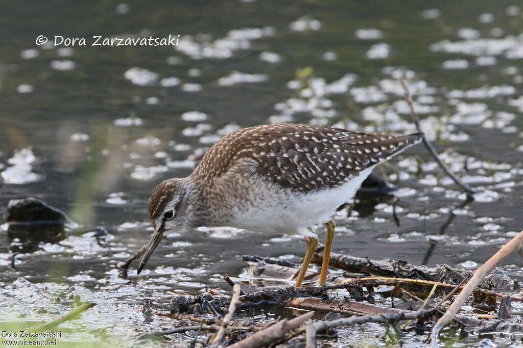 Wood Sandpiperjuvenile, identification, Behaviour