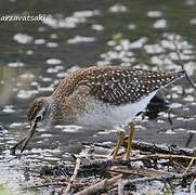 Wood Sandpiper