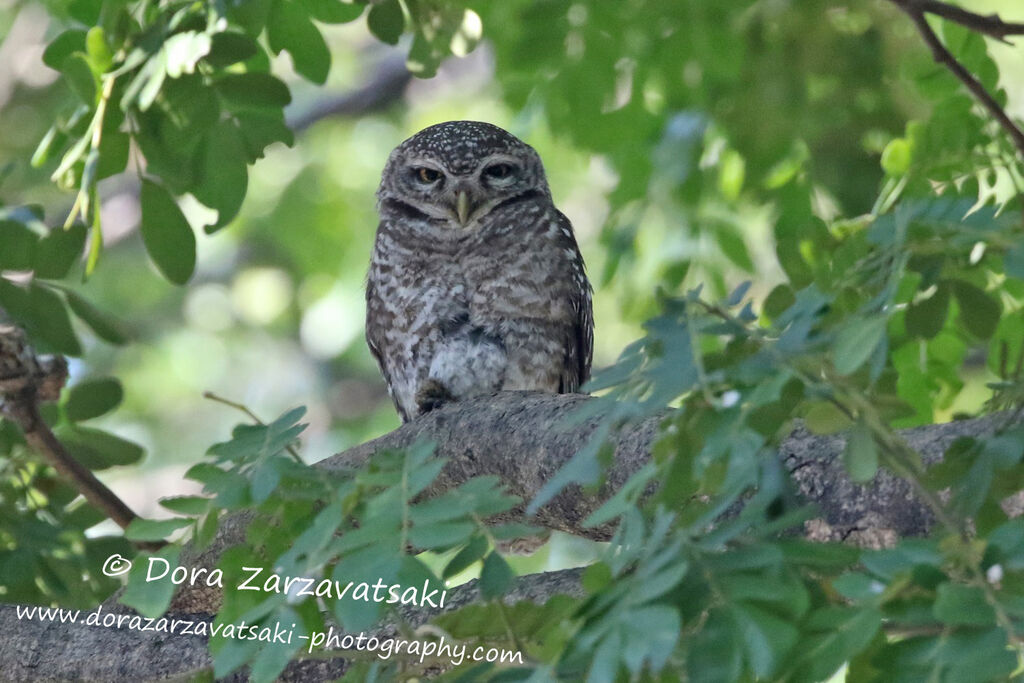 Spotted Owletadult, identification