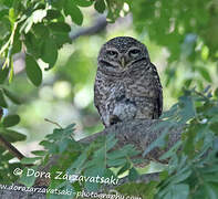 Spotted Owlet