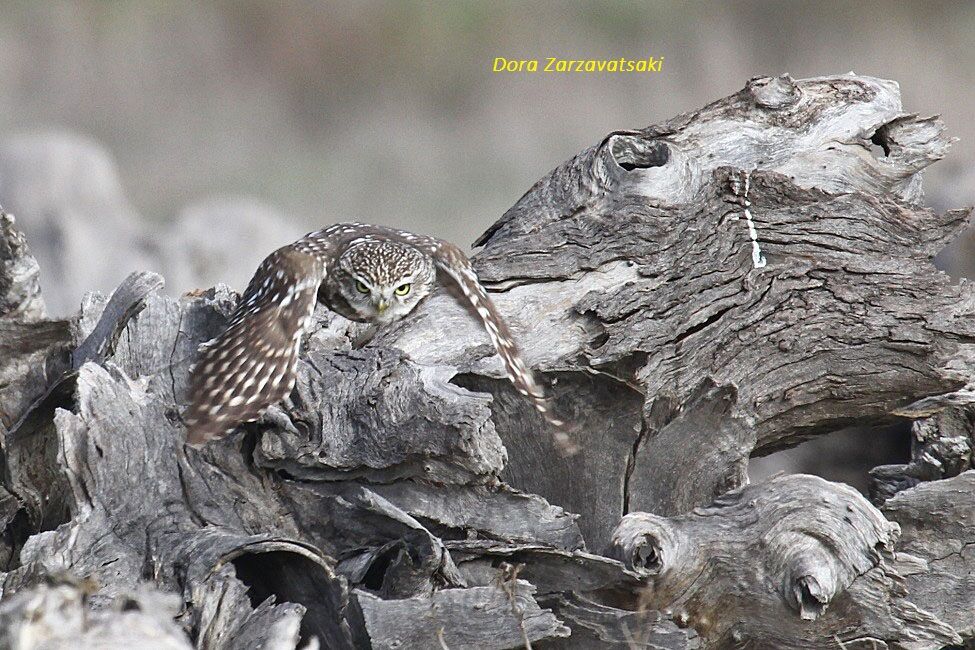 Little Owl